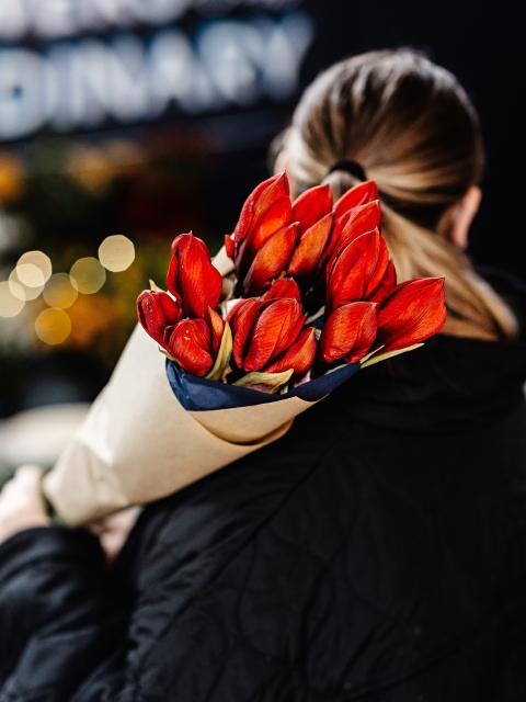 Red Amaryllis Stems